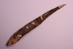 Asteracanthus ornatissimus  Cénomanien   Kem Kem , begaa prés de Taouz, MAROC