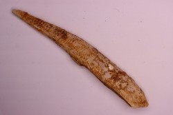 Asteracanthus ornatissimus  Cenomanian -  Kem Kem , begaa, Taouz area, MOROCCO