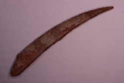 Asteracanthus ornatissimus  Cenomanian -  Kem Kem , begaa, Taouz area, MOROCCO