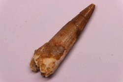 dent de dinosaure SPINOSAURUS AEGYPTIACUS