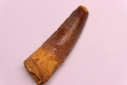 dent de dinosaure SPINOSAURUS AEGYPTIACUS