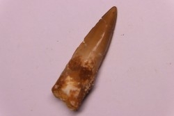dent de dinosaure SPINOSAURUS AEGYPTIACUS