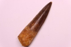 dent de dinosaure SPINOSAURUS AEGYPTIACUS