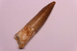 dent de dinosaure SPINOSAURUS AEGYPTIACUS