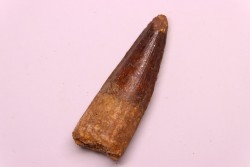 dent de dinosaure SPINOSAURUS AEGYPTIACUS