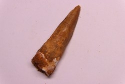 dent de dinosaure SPINOSAURUS AEGYPTIACUS