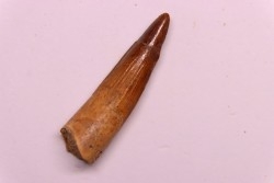 dent de dinosaure SPINOSAURUS AEGYPTIACUS