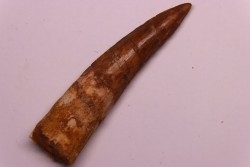 dent de dinosaure SPINOSAURUS AEGYPTIACUS