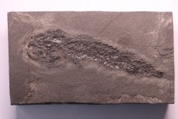 Osteolepis panderi - Dévonien moyen -"old red sandstone Fmt"-  Orkney, Scotland