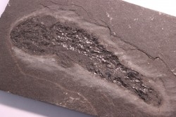 Osteolepis panderi - Dévonien moyen -"old red sandstone Fmt"-  Orkney, Scotland