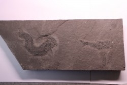 2 Acanthodiens:  Cheiracanthus murchisoni - Dévonien moyen -"old red sandstone Fmt"-  Orkney, Scotland