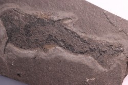 Acanthodien:  Cheiracanthus murchisoni - Dévonien moyen -"old red sandstone Fmt"-  Orkney, Scotland
