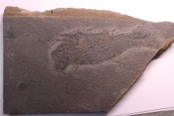 Acanthodien:  Cheiracanthus murchisoni - Dévonien moyen -"old red sandstone Fmt"-  Orkney, Scotland
