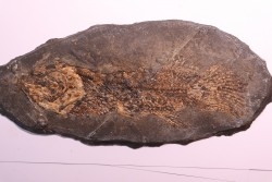 AMIA: CYCLURUS KEHRERI de Messel - Allemagne