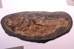 AMIA: CYCLURUS KEHRERI de Messel - Allemagne