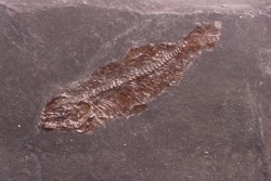 Thaumaturus intermedius de Messel - Allemagne