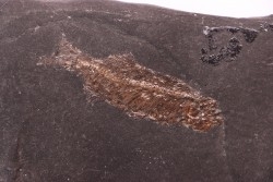 Thaumaturus intermedius de Messel - Allemagne