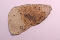 Thaumaturus intermedius - Messel