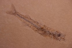 fossile fish :  Hemitrichas vardinis - éocéne - Ales area (30) - France