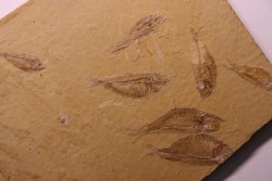 GOSIUTICHTHYS PARVUS - Eocène - green river formation - Farson, Wyoming - USA