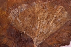 GINKGO ADIANTOIDES - Paleocene - Sentinel Butte Fmt - Morton County, North Dakota - USA