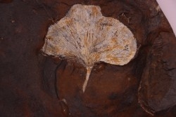 GINKGO ADIANTOIDES - Paleocene - Sentinel Butte Fmt - Morton County, North Dakota - USA