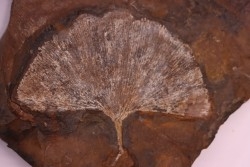 GINKGO ADIANTOIDES - Paleocene - Sentinel Butte Fmt - Morton County, North Dakota - USA