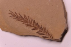 Metasequoia - Eocene - British Colombia - Canada