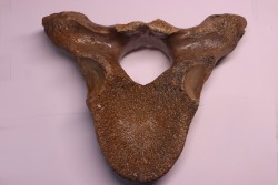 VERTEBRE DE MAMMOUTH:  mammuthus primigenius - Pléistocène supérieur // Mer du Nord - Hollande
