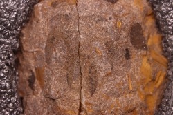 Furca bohemica - Ordovician - czech republic