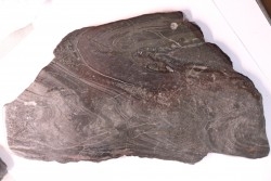 Stromatolithe "banded iron"  Archéen - Golden Meadows Fmt  -  South Pass, Wyoming, USA