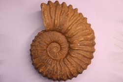 Newboldiceras asiaticum - Cenomanian - Atsimo- Andrefana, Madagascar