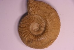 PARAGARANTIANA SULLYENSIS - bajocian  Bayeux -14 - FRANCE