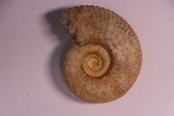 PARAGARANTIANA SULLYENSIS - bajocian  Bayeux -14 - FRANCE