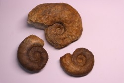2 Lytoceras fimbriatum et 1 liparoceras - Carixien - Pont Saint Vincent - FRANCE