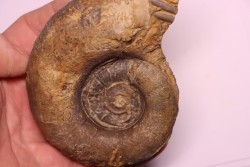 Lytoceras fimbriatum - Carixien - Pont Saint Vincent - FRANCE