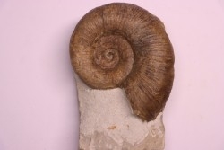 Lytoceras fimbriatum - Carixien - Pont Saint Vincent - FRANCE