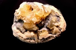 fossile CLAM avec geode de calcite miel : Mercenaria permagna - Pleistocene - Nashua Fmt - Okeechobee County, Florida, USA