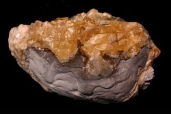fossile CLAM avec geode de calcite miel : Mercenaria permagna - Pleistocene - Nashua Fmt - Okeechobee County, Florida, USA