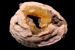 fossile CLAM avec geode de calcite miel : Mercenaria permagna - Pleistocene - Nashua Fmt - Okeechobee County, Florida, USA