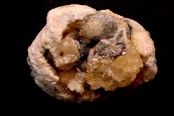 fossile CLAM avec geode de calcite miel : Mercenaria permagna - Pleistocene - Nashua Fmt - Okeechobee County, Florida, USA