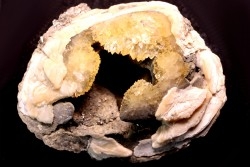 fossile CLAM avec geode de calcite miel : Mercenaria permagna - Pleistocene - Nashua Fmt - Okeechobee County, Florida, USA