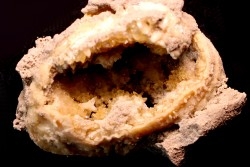fossile CLAM avec geode de calcite miel : Mercenaria permagna - Pleistocene - Nashua Fmt - Okeechobee County, Florida, USA