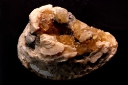fossile CLAM avec geode de calcite miel : Mercenaria permagna - Pleistocene - Nashua Fmt - Okeechobee County, Florida, USA