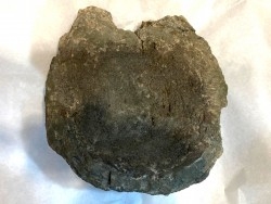 Vertebre de Tyrannosaure rex - Hell Creek  Fmt - crétacé supérieur - Dawson County, Montana USA