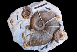 Lytoceras cornucopiae and hildoceras bifrons  Toarcian  Charolles,  FRANCE