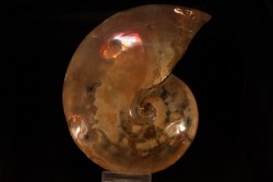 Placenticeras meeki -cretaceous - Dakota, USA