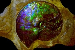 AMMOLITE : Placenticeras meeki - Alberta - CANADA