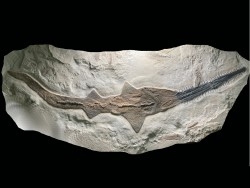 Propristiophorus tumidens - Santonien - Sahel Alma - LIBAN