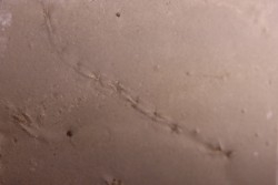 Repichnia trace fossil:  Ormathichnus monnilliformis - upper ordovicien - Kope Fmt - Wilder, Kentucky - USA